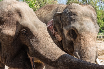 Two cute elephants in Khao Kheow Public Open Zoo Thailand, The elephant most famous and canny, Everybody will go public zoo every holiday