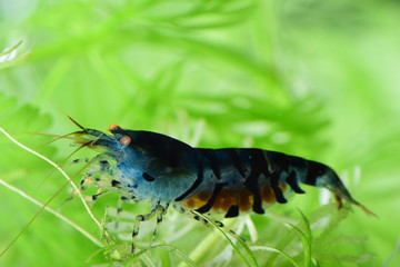 Tragende blaue Tigergarnele mit orangenen Augen