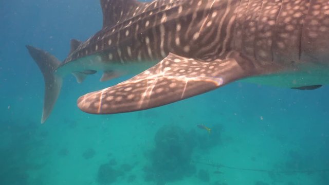 Whale Shark swimming in the clear blue water. Rhincodon typus. Whale shark underwater. 4K video, Philippines, Oslob.. Wonderful and beautiful underwater world.