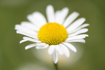 Fototapeta premium Marguerite, Blume, Blüte