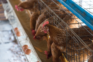 Farm chicken in a barn, hens in cages industrial farm