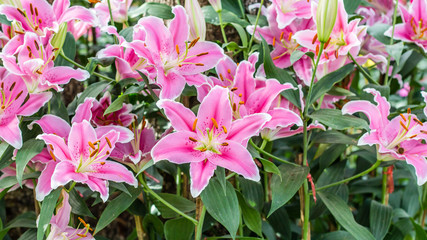 The color pink and lily flowers are symbolic of luxury famous in Thailand