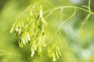 Färberwaid Isatis tinctora