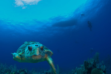 Fototapeta na wymiar A loggerhead sea turtle swims through the deep blue ocean in Grand Cayman, Caribbean. The majestic reptile is so old he has barnacles on his shell. This unfortunate guy has lost a fin.