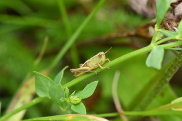 hidden grasshoppers insects on the grass