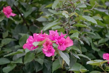 Bougainvillea