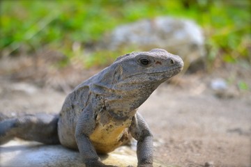 Lazy Lizard