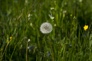 Dandelion in meadow