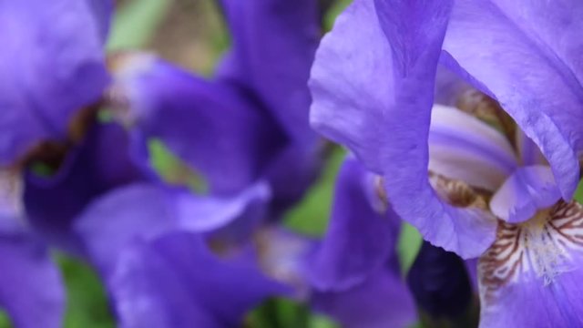 Blue irises closeup moving on the wind. Video footage HD static camera.