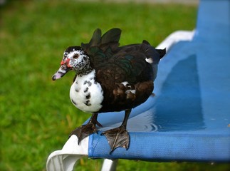 Muscovy Duck About to Take Flight