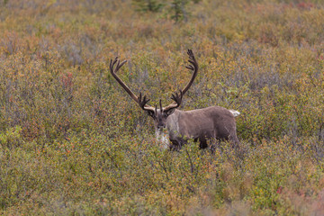 Barren Ground Caribou Bull in Velvet