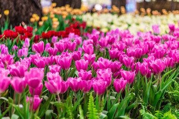 The color pink, red, yellow and tulip are symbolic of luxury famous in Thailand