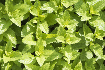 Zitronenmelisse Melisse melissa officinalis