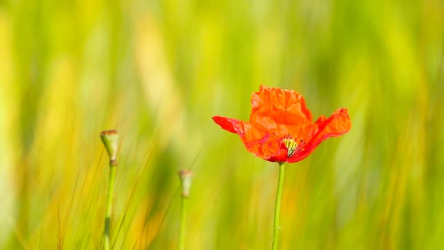 Side detail view of the red poppy flower with fresh green wheat field on a background. Flowers of red poppy in the wild field with green wheat. 