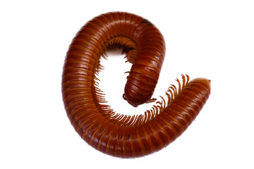 Giant Millipede on the white background