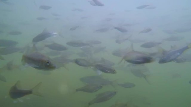 Shoal of Java barb fish.