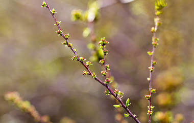 From buds on the tree appear leaves