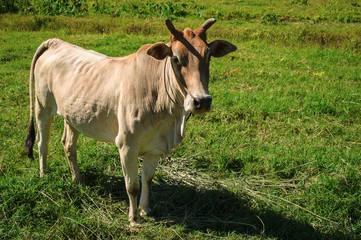 In the afternoon, the brown cow standing in a meadow greenery. On a clear day