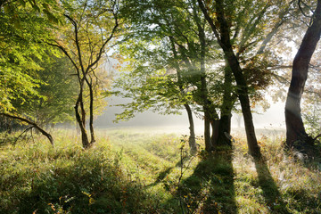 Obraz premium Autumn misty morning and sunny rays making their way through the branches. Caucasus. Russia. The Caucasian reserve. Cordon Guzeripl