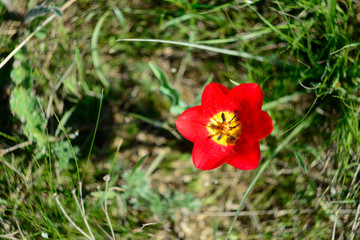Obraz premium tulip
