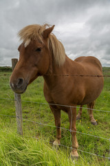 Cavallo Islandese,marrone