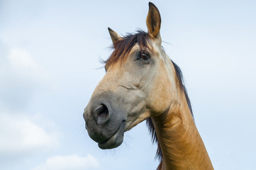 Obraz na płótnie Canvas portrait of a brown horse