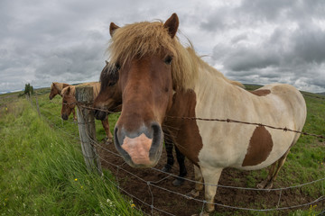 Cavallo islandese, bianco e marrone, in primo piano