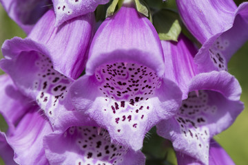 Fingerhut Giftpflanze digitalis purpurea