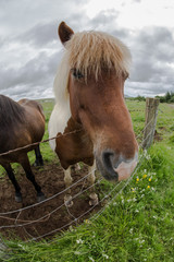 Cavallo Islandese,bianco e marrone in primo piano