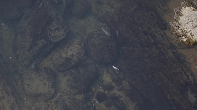 Quiet water in a river of Shiding District, Taiwan. The water is clear, there are fish moving underwater.