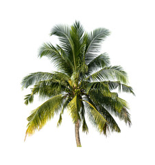 Fototapeta na wymiar coconut trees on white background
