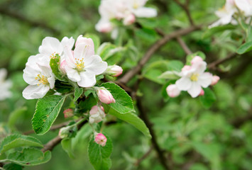Blooming apple tree
