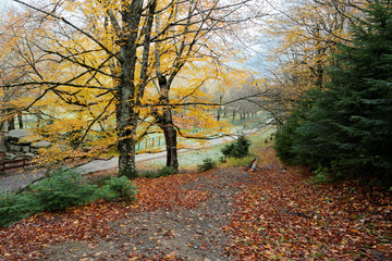Beautiful landscape with magic autumn tree and fallen leaves in the mountains (harmony, relaxation - concept). . Caucasus. Russia. The Caucasian reserve. Cordon Guzeripl
