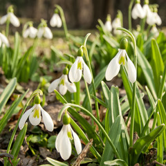 Snowdrops
