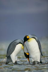 King Penguin (Aptenodytes patagonicus) performing a courtship ritual song