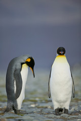 Plakat King Penguin (Aptenodytes patagonicus) performing a courtship ritual song