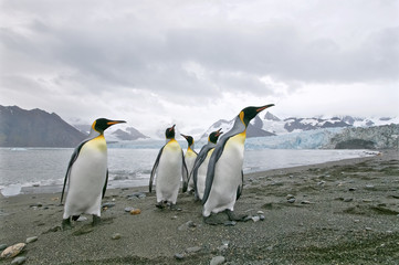 Fototapeta premium King Penguin (Aptenodytes patagonicus) on a beach at Royal Bay, South Georgia Island