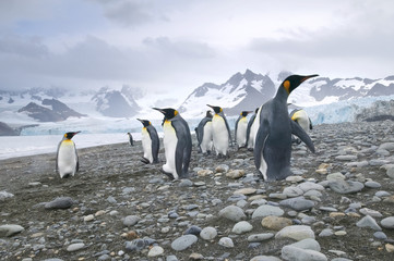 Fototapeta premium King Penguin (Aptenodytes patagonicus) on a beach at Royal Bay, South Georgia Island