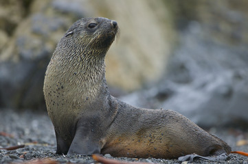 Fototapeta premium Antarctic Fur Seal (Arctocephalus gazella)