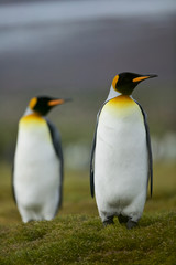 King Penguin (Aptenodytes patagonica