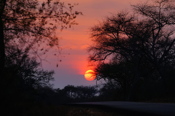 Fototapeta premium Evening sunset forest