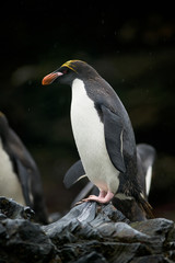 Macaroni penguin (Eudyptes chrysolophus) stands on rocks in the rain