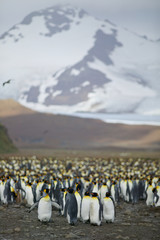 Obraz premium King Penguin (Aptenodytes patagonicus)