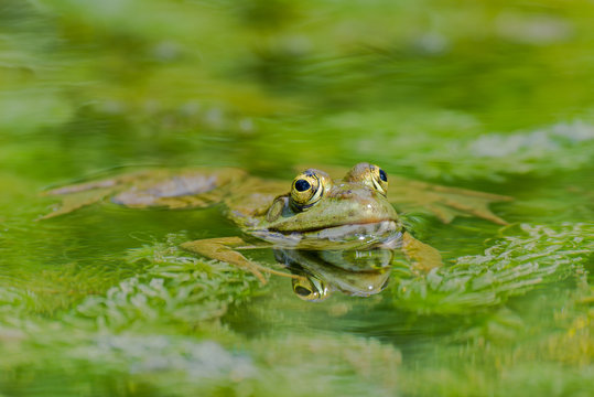 Green frog, reflection in the pond