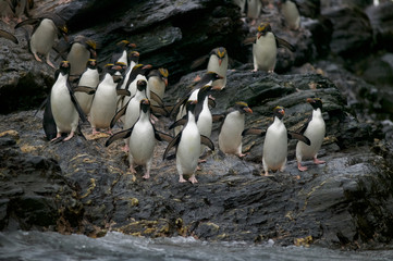 Macaroni penguin (Eudyptes chrysolophus) going to sea
