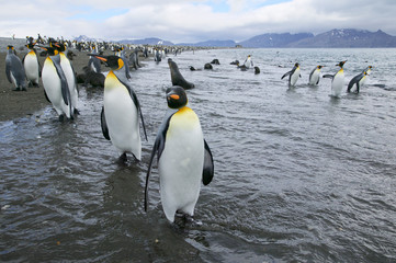 Obraz premium King Penguins (Aptenodytes patagonicus) on the shore at Salisbury Plain, South Georgia Island, South Atlantic
