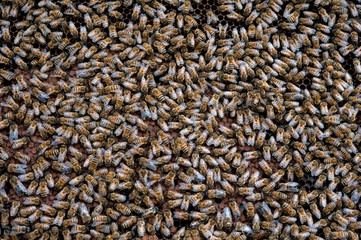 A swarm of bees during the construction of a beehive