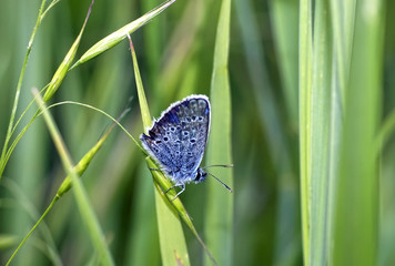 Бабочка-голубянка на цветвах