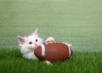 Naklejka premium Fluffy white kitten tackling American football in grass, laying down holding the ball looking to viewers right. Field of grass in background. Copy space.