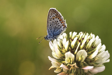 Бабочка-голубянка на цветвах